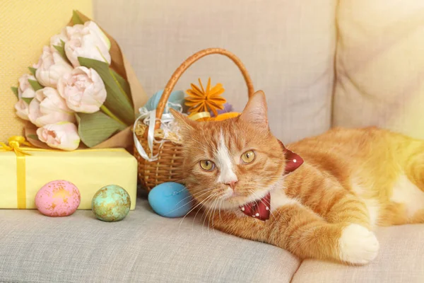 Niedliche Katze Geschenk Blumen Und Osterkorb Auf Dem Sofa — Stockfoto