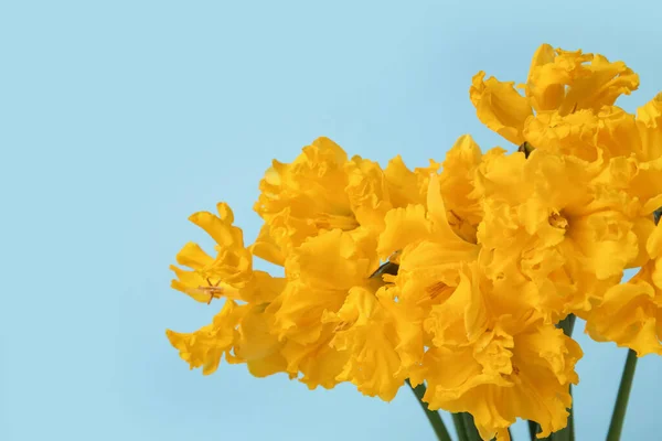 Fleurs Narcisses Jaunes Sur Fond Bleu Gros Plan — Photo