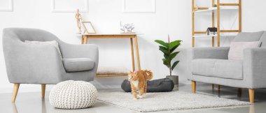 Işık oturma odasının içinde sevimli kırmızı bir kedi.