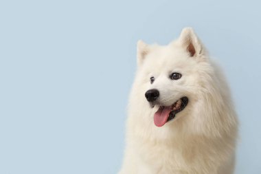 Mavi arka planda şirin Samoyed köpeği, yakın plan.