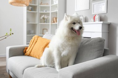 Beyaz Samoyed köpeği evdeki kanepede oturuyor.