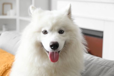 Beyaz Samoyed köpeği evdeki kanepede oturuyor, yakın plan.