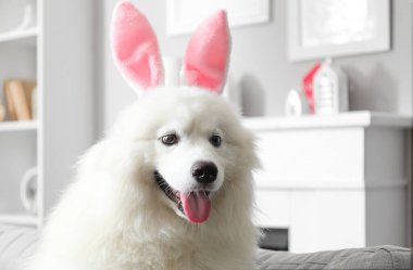 Tavşan kulaklı, beyaz Samoyed köpeği evdeki kanepede oturuyor.