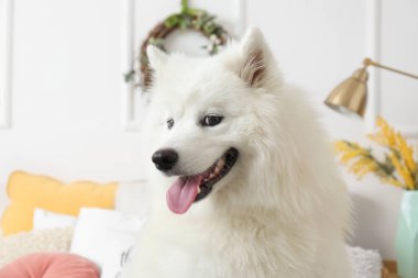 Paskalya günü yatak odasında beyaz Samoyed köpeği, yakın plan.