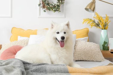 Paskalya gününde beyaz Samoyed köpeği yatak odasında yatıyor.