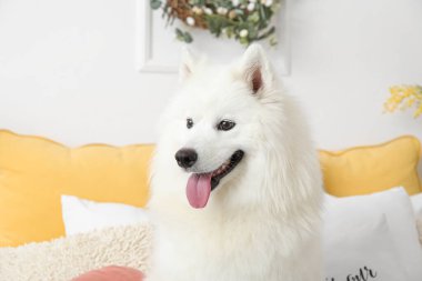 Paskalya günü yatak odasında beyaz Samoyed köpeği, yakın plan.