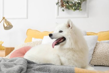 Paskalya gününde beyaz Samoyed köpeği yatak odasında yatıyor.