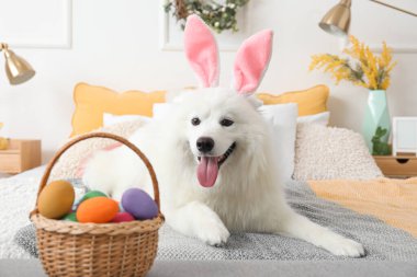 White Samoyed dog with bunny ears and Easter eggs lying in bedroom