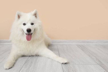 Beyaz Samoyed köpeği bej duvarın yanında yatıyor.