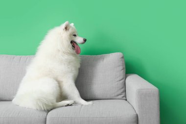 Yeşil duvarın yanındaki koltukta oturan beyaz Samoyed köpeği.
