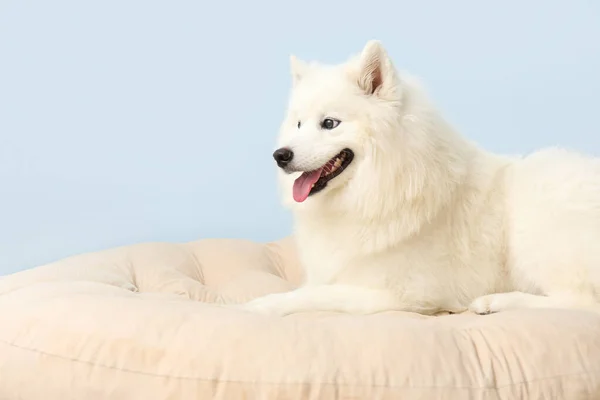 可爱的萨摩亚狗躺在蓝色墙壁附近的宠物床上 — 图库照片