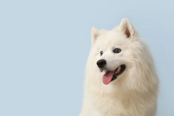Mavi Arka Planda Şirin Samoyed Köpeği Yakın Plan — Stok fotoğraf