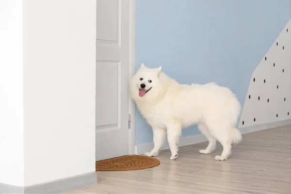 Cute Samoyed Dog Door Hall — Stock Photo, Image