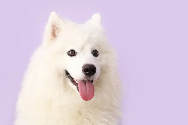 Λευκό Σκυλί Samoyed Λιλά Φόντο — Φωτογραφία Αρχείου