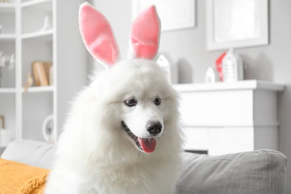 White Samoyed dog with bunny ears sitting on sofa at home, closeup