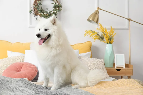ホワイトサモイド犬座ってのベッドルームでイースターの日 — ストック写真