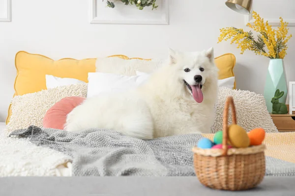 Белая Самоед Собака Корзиной Пасхальных Яиц Лежит Спальне — стоковое фото