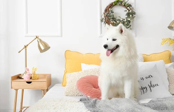 Белая Самоед Собака Сидит Спальне Пасху — стоковое фото