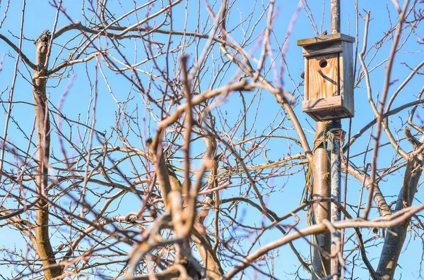 Pohled Stromy Dřevěnou Ptačí Budovou — Stock fotografie