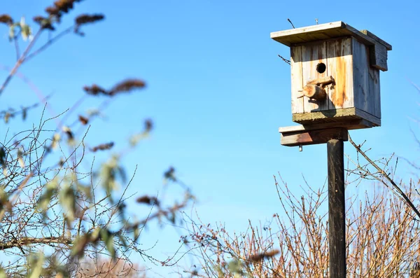 View Wooden Bird House Sunny Day — Stock Photo, Image