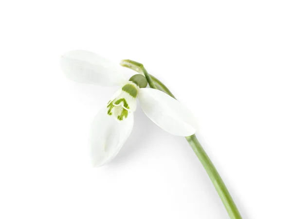 Gyönyörű Hóvirág Fehér Háttér — Stock Fotó