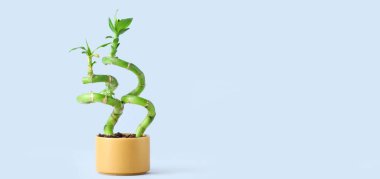 Hafif arkaplanda bambu bitkisi ve metin için yeri olan çömlek 