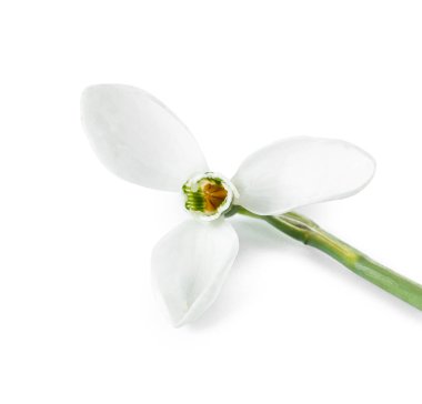 Beyaz arkaplanda güzel kar damlası