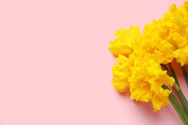 Renkli arkaplanda güzel narsisus çiçekleri