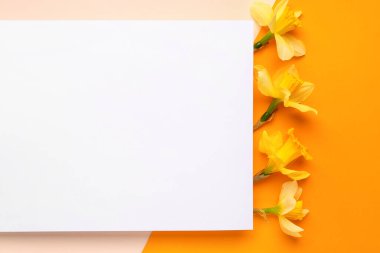 Renk arkaplanındaki güzel narsisli ve dikdörtgen boş kart