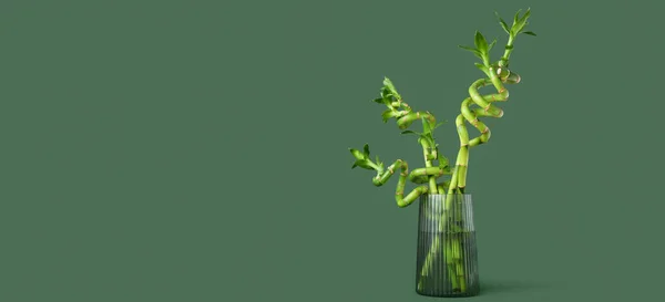 Vase Dengan Cabang Bambu Segar Pada Latar Belakang Hijau Dengan — Stok Foto