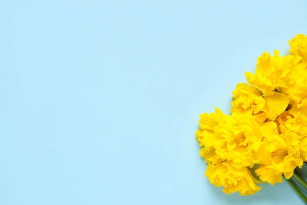 Красивый Нарцисс Цветы Цветном Фоне — стоковое фото