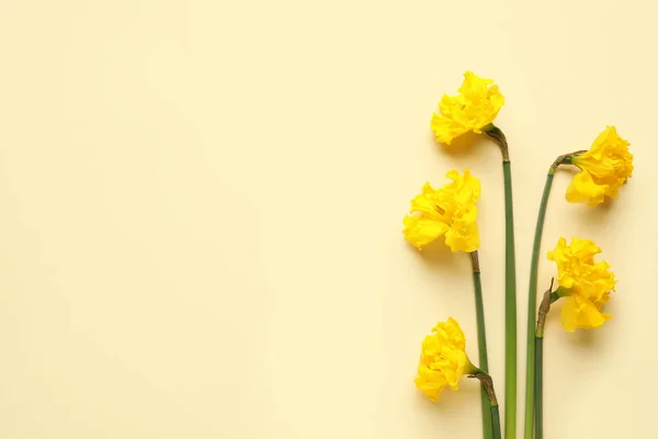 Beautiful Narcissus Flowers Light Background — Stock Photo, Image