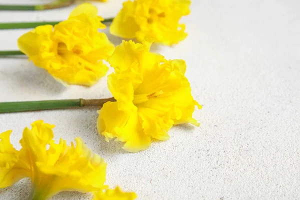 Красивые Нарцисс Цветы Светлом Гранж Фоне — стоковое фото