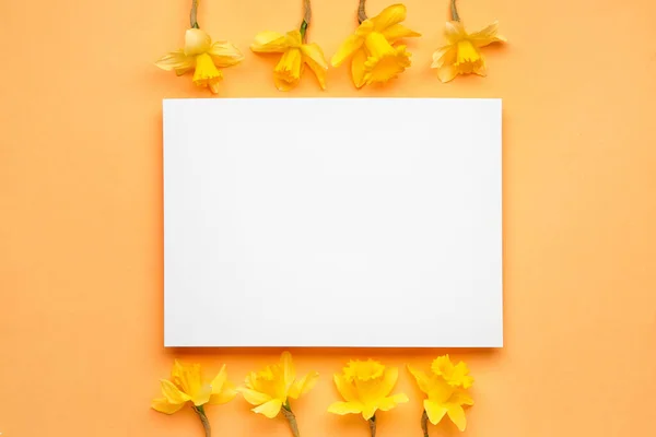 彩色背景上漂亮的水仙和矩形空白卡片 — 图库照片