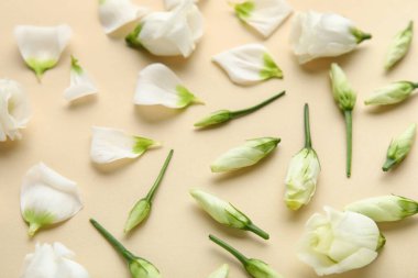 Renk arkaplanında beyaz Eustoma çiçekleri ve taç yaprakları olan kompozisyon