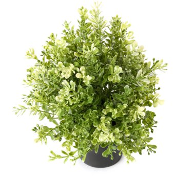 Beyaz arkaplanda suni ev bitkisi