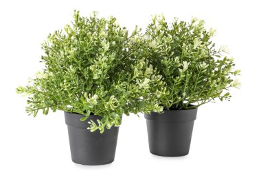 Beyaz arkaplanda suni ev bitkileri