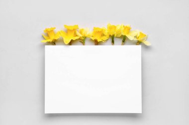 Gri arkaplanda güzel narsisli ve dikdörtgen boş kart