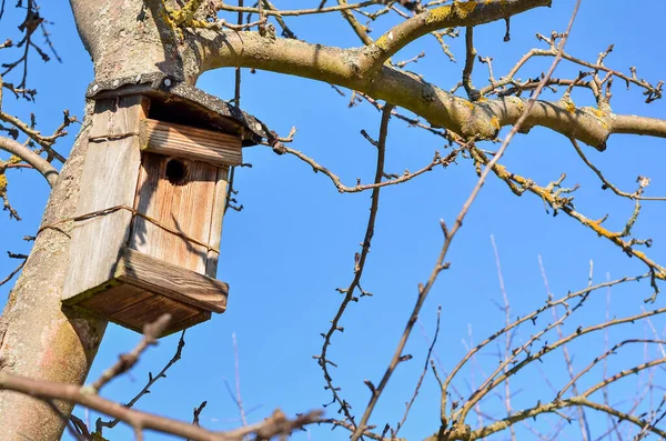 View Wooden Bird House Tree — Stock Photo, Image