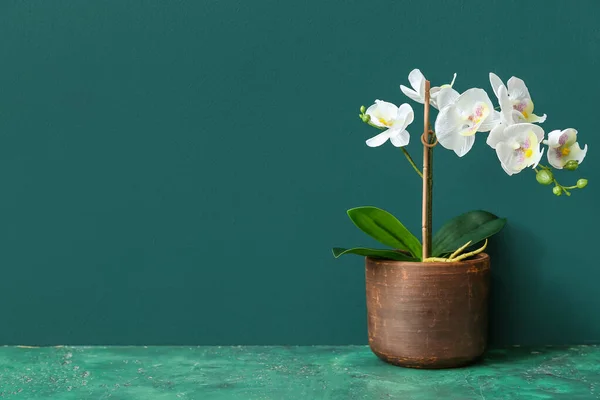 Искусственный Цветок Столе Возле Зеленой Стены — стоковое фото