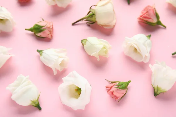 분홍색 배경에 아름다운 구마와 장미꽃으로 묘사하는 — 스톡 사진