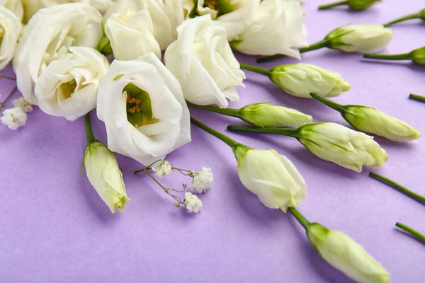Belle Composition Avec Des Fleurs Eustomes Sur Fond Lilas Gros — Photo