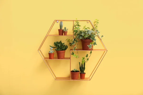 Shelf Green Houseplants Hanging Yellow Wall — Stock Photo, Image