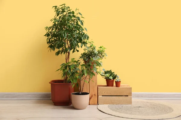Plantas Interior Verdes Con Cajas Madera Cerca Pared Amarilla Habitación — Foto de Stock