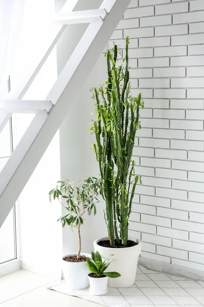 Зеленые Домашние Растения Стены Белого Брика Комнате — стоковое фото
