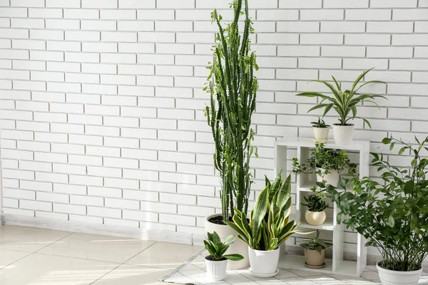Shelving unit with green houseplants near white brick wall in room