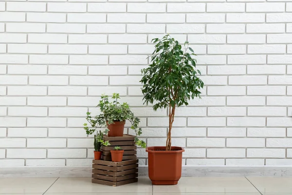 Zielone Rośliny Drewnianymi Skrzynkami Pobliżu Ściany Białej Cegły Pokoju — Zdjęcie stockowe