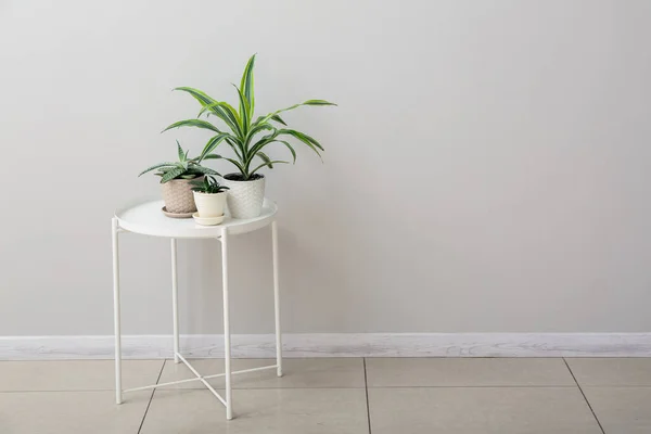 Grüne Zimmerpflanzen Auf Tisch Neben Lichtwand Zimmer — Stockfoto