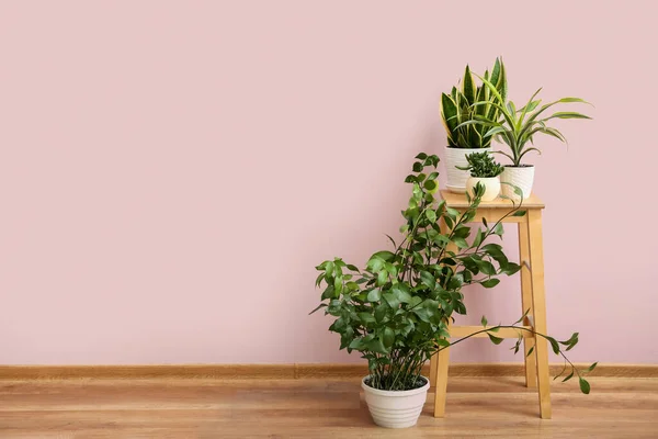 Taburete Con Plantas Interior Verde Cerca Pared Rosa Habitación — Foto de Stock
