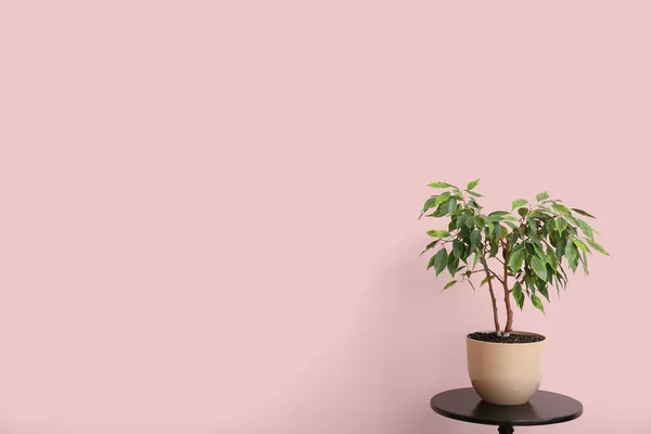 Yeşil Bitkisi Pembe Duvarın Yanındaki Masada — Stok fotoğraf